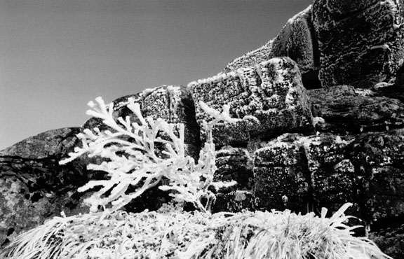 Frozen bush