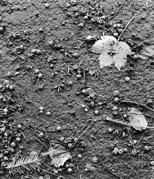 Leaves