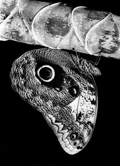 Moth