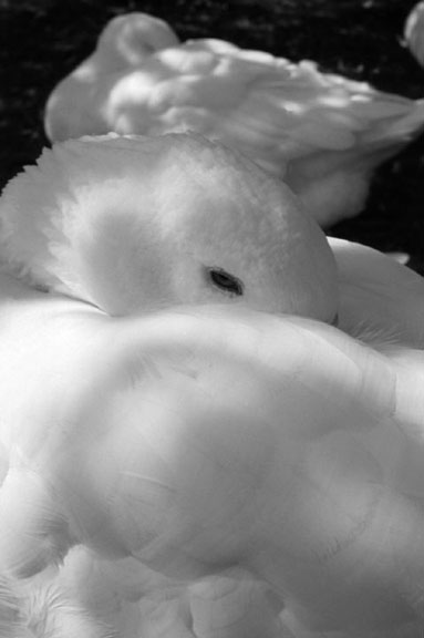 Goose