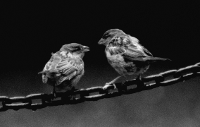 Birds