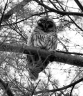 _11_Owl.jpg