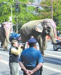 44circus-2.jpg