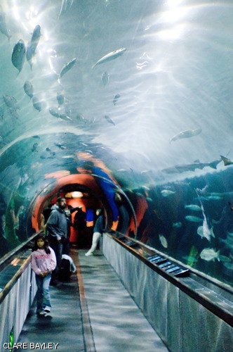 Sea life is seen in the underwater tunnels at the Aquarium of the Bay in San Francisco, CA on Tuesday, March 25. See pages 12-13 for many more spring break photos taken by Tech photographers.
