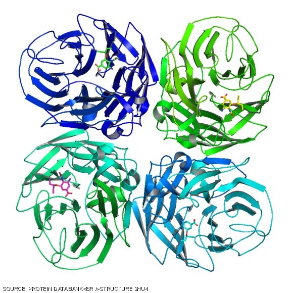 An image of an N1 neuraminidase complexed with Tamiflu, based on X-ray diffraction studies.