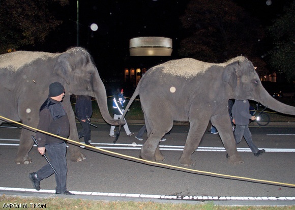 On Tuesday evening, Elephants walked down Memorial Drive in front of Killian Court on their way to the TD Garden in Boston, where they will perform in the Ringling Bros. and Barnum & Bailey Circus this Fall.