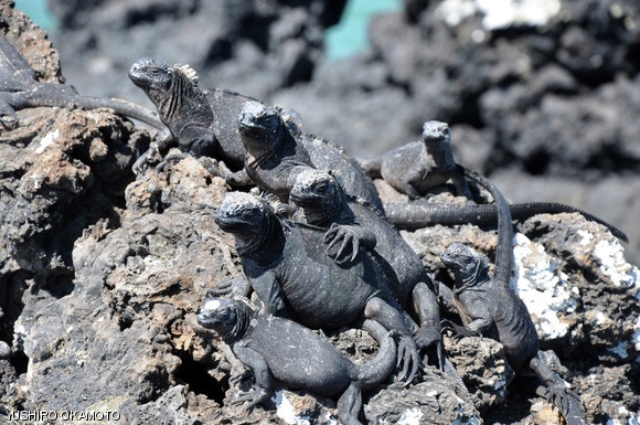 Marine Iguanas seen on an excursion to Isabela Island in the Galápagos. Architecture students learned that the locals value animals highly.