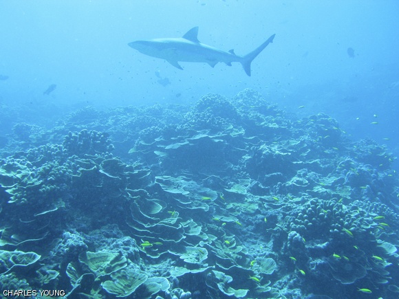A shark glides over the unspoiled reefs of Jarvis Island, an uninhabited island in the South Pacific administered by the United States Fish and Wildlife Service.