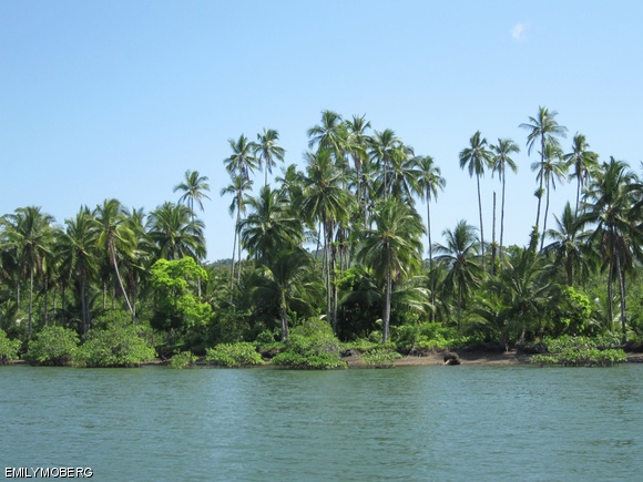 Emily A. Moberg G conducted tropical ecology research at a site off the coast of Panama, shown here.