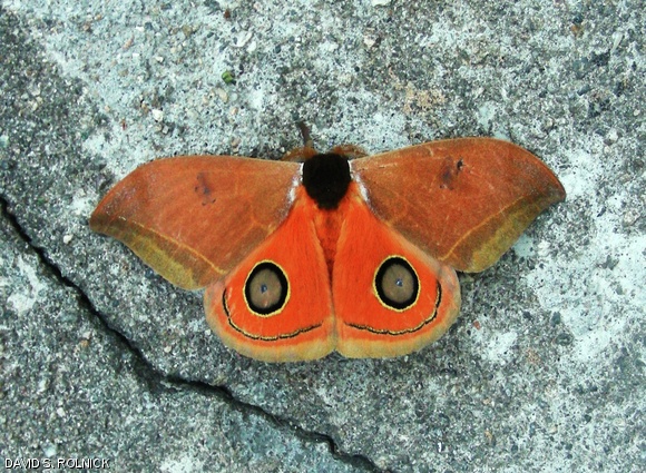 Giant silkmoth (genus Automeris).