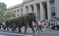 45elephants.jpg
