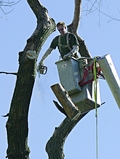 15killiantree.jpg