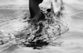 cormorant.jpg