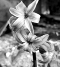 10flower.jpg