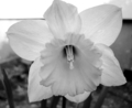 12flower.jpg
