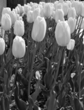 13flower.jpg