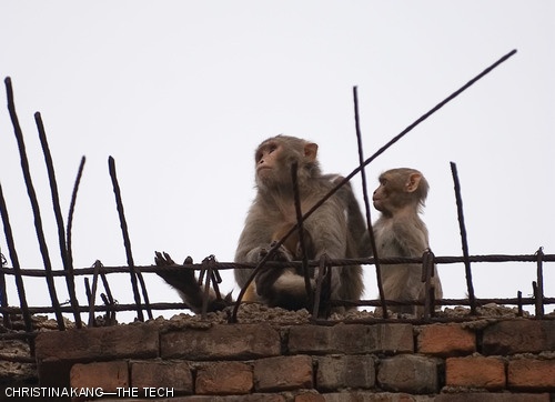 Monkeys sit on an eroded wall at the Rai Foundation campus in India.