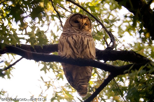 A Fulvous Owl, Strix fulvescens, roosts in a tree outside the fourth story of Building 5 along Massachusetts Ave. Tuesday afternoon.
