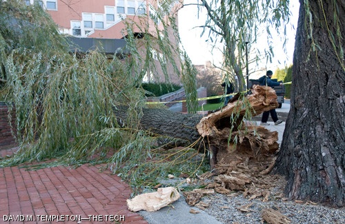 A limb from the Class of 1950 Willow Tree in front of Baker House injured Wei-Hsuan “Jessie” Ho ’08 on Saturday. Since then, the tree has been removed.