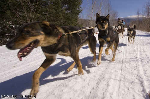 Spencher G. Ahrens G, Eva K. Markiewicz, and Muddy Paw Sled Dog Kennel manager Neil Beaulieu mush a team of sled dogs along a trail in the White Mountains in New Hampshire on Sunday, March 23.