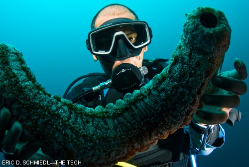 Balinese dive master Gede Sama holds up a sea cucumber while diving off the coast of Bali, Indonesia on June 9, 2008.