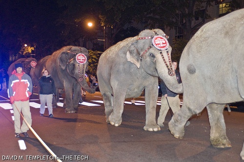 Elephants from the Ringling Bros. and Barnum & Bailey Circus walk down Massachusetts Ave. past Building 1 on Monday evening. The elephants, along with other circus animals, were being transported from train cars behind Simmons Hall to the TD Banknorth Garden.
