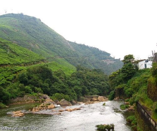 Since I enjoyed Indian tea so much, I had to visit the beautiful tea plantations of Munnar during my journey.