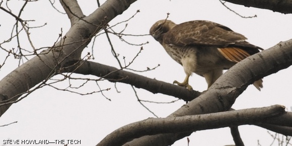 A red-tailed hawk sits in a tree in the courtyard bordered by buildings 35 and 37.