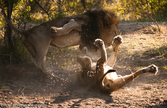 A dominant male lion attacks his son, putting him in his place, at the Kapama Game Reserve in Hoedspruit, South Africa.
