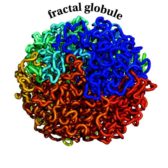 Fractal globule model 
Lieberman-Aiden’s new technique for creating 3-D genomic maps (Hi-C), gave him evidence him to theorize that the structure of the human genome forms a “fractal globule.” Here the genome forms super-dense, knot-free “globules of globules of globules,” which allows for regions in 1-D to also occur nearby in 3-D. Nearby regions are indicated using similar colors.