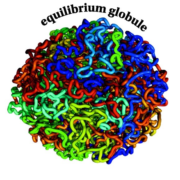 Equilibrium globule model
The “equilibrium globule” is an older model that describes how the genome might exist in three-dimensions. Unlike in the “fractal globule” model, here individual strands are highly entangled and regions nearby along the chain are far apart in 3-D. In this image, nearby regions on a chain of DNA are indicated using similar colors.