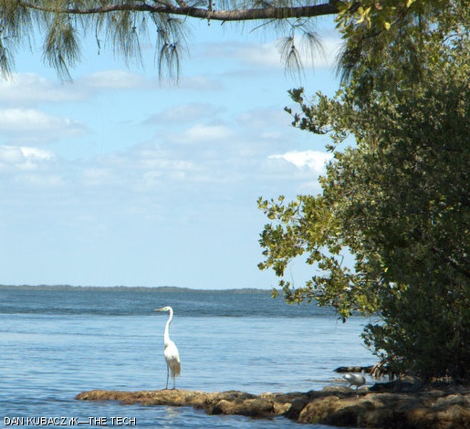 A stork stands on the coast of Key Largo, Florida.