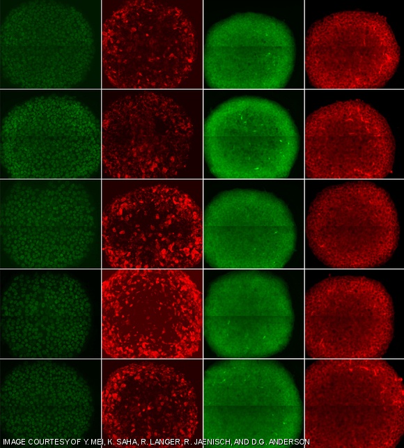 Human embryonic stem cells are propagated on synthetic substrates. The cells are stained with human pluripotent stem cell markers (Nanog, Tra-1-60, OCT4-GFP, and SSEA4).