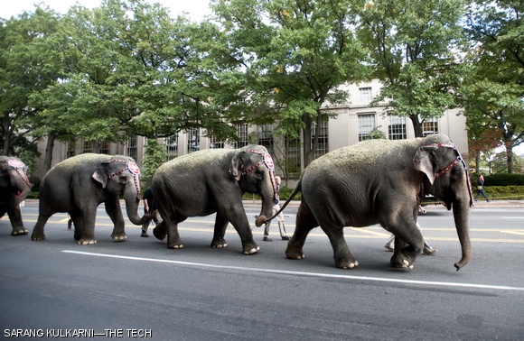ELEPHANTS, ELEPHANTS — Nine Asian elephants (and friends!) from the Barnum and Bailey Circus march down Mass. Ave on Tuesday afternoon on their way to the TD Garden in Boston.