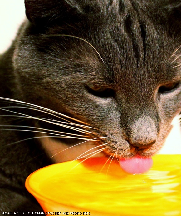 By studying MIT Associate Professor Roman Stocker’s cat, Cutta Cutta, Researchers at MIT, Virginia Tech, and Princeton have found that when cats lap, only the top surface of their tongue touches the liquid. Domestic cats lap about four times per second, and each lap brings in 0.1 milliliters of liquid.