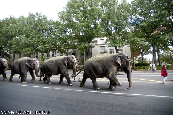 Barnum and Bailey elephants on Mass. Ave., Oct. 12.