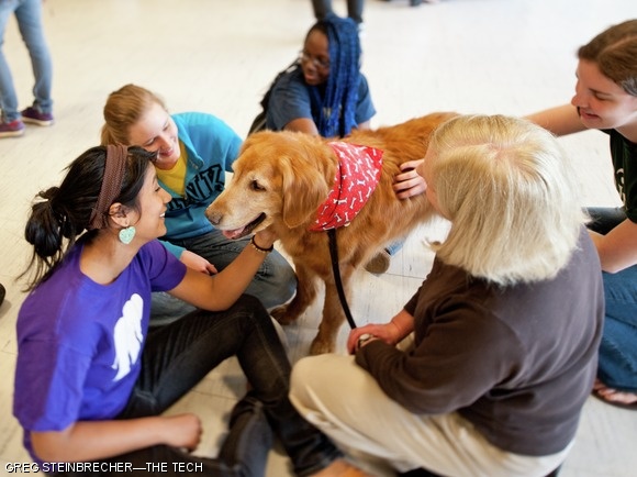 SaveTFP held a stress-relieving dog-petting study break in W20-407 yesterday. Dozens of students attended and pampered the six dogs.