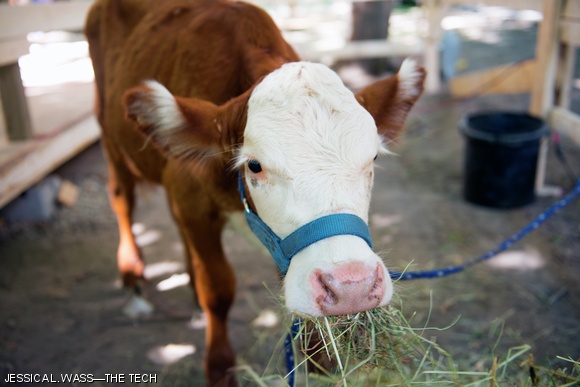 On Sunday, Aug. 26, East Campus had a cow in its courtyard. The cow, “Buckcherry,” was loaned to them for promotional purposes by Hilltown Grazers, the company from which the dorm purchases meat for dorm events.