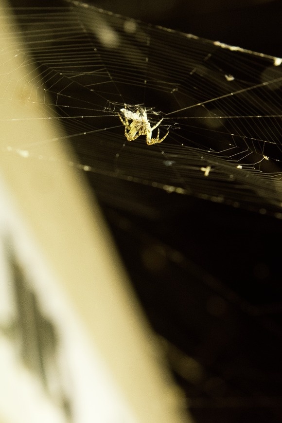 By Arthur Petron Spiders have taken over the east side of W20. The spiders create their webs near the lights in order to catch the bugs that are attracted to them. Aperture:
ƒ/6.3 Exposure Time:
1/50 sec. Sensitivity:
ISO 2500 35mm Equivalent Focal Length:
66mm