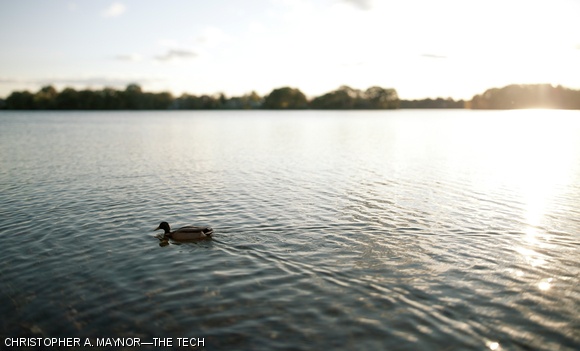 A duck seeks a willow shaded shore in the setting autumn sun at Spy Pond in Somerville.