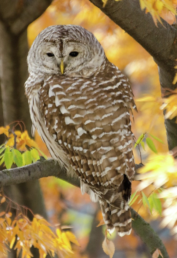 By Tiffany Ira Huang Staff Photographer A barred owl was spotted in the East Campus courtyard last week. Residents report having seen it and another barred owl hunting mice at night. Another barred owl (perhaps the same one!) was also spotted near the Student Center and near Simmons Hall recently. Aperture:
ƒ/5.3 Exposure Time:
1/400 sec. Sensitivity:
ISO 800 35mm Equivalent Focal Length:
300 mm