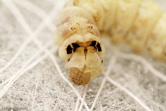 A Bombyx mori silkworm deposits silk fiber on a digitally-fabricated scaffolding structure.